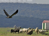 Eurasian Griffon Vultures in plains, waiting for food from the close abattoir