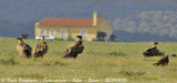 Eurasian Griffon Vultures in plains, waiting for food from the close abattoir