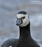 Barnacle Goose