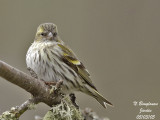 EURASIAN-SISKIN-female