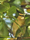 FIRECREST