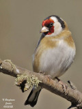 EUROPEAN-GOLDFINCH