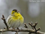 EURASIAN-SISKIN-male