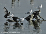 BLACK-HEADED GULL and COMMON COOT