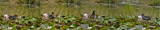 COMMON MOORHEN building nest among Water Lilies