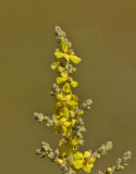 Verbascum thapsus