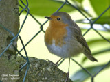 EUROPEAN ROBIN