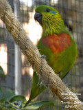 Salvadoris Fig-Parrot - Psittaculirostris salvadorii - Psittacule de Salvadori