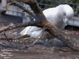 Little Cockatoo or Little Corella - Cacatua sanguinea - Cacatos corella