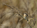 WHINCHAT