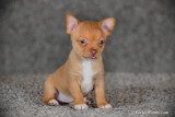 Tiny Teacup Chihuahua Boots