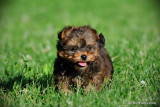 Bamboo teacup male Yorkie Poo