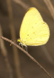 Eurema