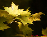 Leaf Peeping 09640 copy.jpg