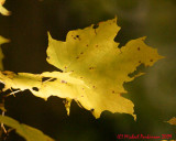 Leaf Peeping 09641 copy.jpg
