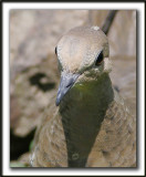 _MG_7392a   -  TOURTERELLE TRISTE - MOURNING DOVE