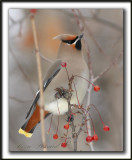 JASEUR BORAL  /  BOHEMIAN WAXWING     _MG_1096a