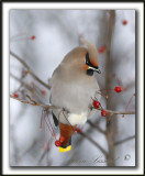 JASEUR BORAL  /  BOHEMIAN WAXWING     _MG_1147a+2