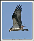 BALBUZARD  PCHEUR  /  OSPREY     _MG_8319a