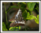 _MG_3126a   -  PARTHENOS SYLVIA  / Malaisie - Malaisia