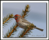 ROSELIN FAMILIER     /  HOUSE FINCH     _MG_3304b