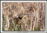 BUTOR DAMRIQUE /  AMERICAN BITTERN     _MG_1427a