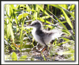 CHEVALIER GRIVEL , bb trs jeune   /   SPOTTED SANDPIPER, baby  very young   _MG_4111aa