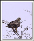 BUSE PATTUE, forme ple  /   ROUGH-LEGGED HAWK, light phase   _MG_6091 aa