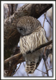 CHOUETTE RAYE   /   BARRED OWL    _MG_6482 aa