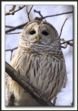 CHOUETTE RAYE   /   BARRED OWL    _MG_6502 aa