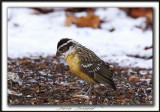 CARDINAL  TTE NOIRE, femelle   /   BLACK HEADED GROSBEAK, female     _MG_6360 aa