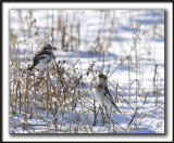 BRUANT DES NEIGES  /  SNOW BUNTING    _MG_7342 a
