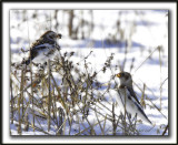 BRUANT DES NEIGES  /  SNOW BUNTING      _MG_7341 a