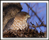 PERVIER BRUN   /   SHARP-SHINNED HAWK    _MG_6815 a   /   Crop 100%