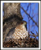 PERVIER BRUN   /   SHARP-SHINNED HAWK   _MG_6821 a