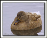  COLVERT LEUCIQUE, femelle   /   MALLARD LOUCOUS DUCK, female   _MG_7008 a