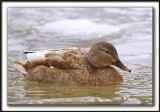  COLVERT LEUCIQUE, femelle   /   MALLARD LOUCOUS DUCK, female   _MG_7064  b2