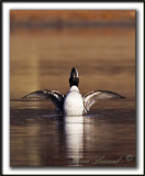 HARLE COURONN, mle  /  HOODED MERGANSER, male   _MG_5593 aa  crop  -  Base de plein air Ste-Foy