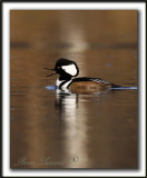 HARLE COURONN, mle  /  HOODED MERGANSER, male   _MG_3160 sa  -  Base de plein air Ste-Foy