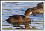 FULIGULE MILOUINAN   /  GREATER SCAUP    _MG_0513 a