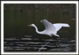 GRANDE AIGRETTE  /  GREAT EGRET    _MG_2072 a