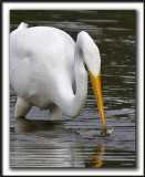 GRANDE AIGRETTE  /  GREAT EGRET    _MG_2310 a