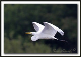 GRANDE AIGRETTE  /  GREAT EGRET    _MG_2495 a