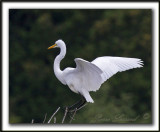 GRANDE AIGRETTE  /  GREAT EGRET    _MG_2509 a