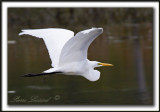 GRANDE AIGRETTE  /  GREAT EGRET    _MG_2564 a