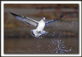 GOLAND  BEC CERCL, juvnile  /  RING-BILLED GULL, immature    _MG_3283 ab