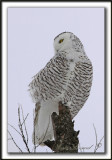 HARFANG DES NEIGES  -  SNOWY OWL    _MG_8000 a