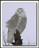 HARFANG DES NEIGES  -  SNOWY OWL    _MG_8004 a
