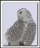 HARFANG DES NEIGES  -  SNOWY OWL    _MG_8000 a Crop