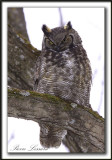  GRAND-DUC DAMRIQUE   /   GREAT HORNED OWL     _MG_8215 a